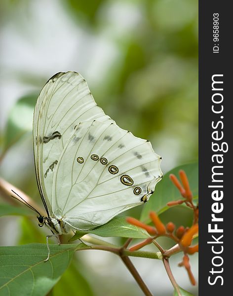 A large White Morpho Butterfly resting on a leaf, vertical with copy space, shallow depth of field