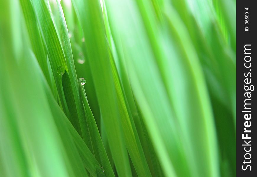 Water drop on green grass. Water drop on green grass