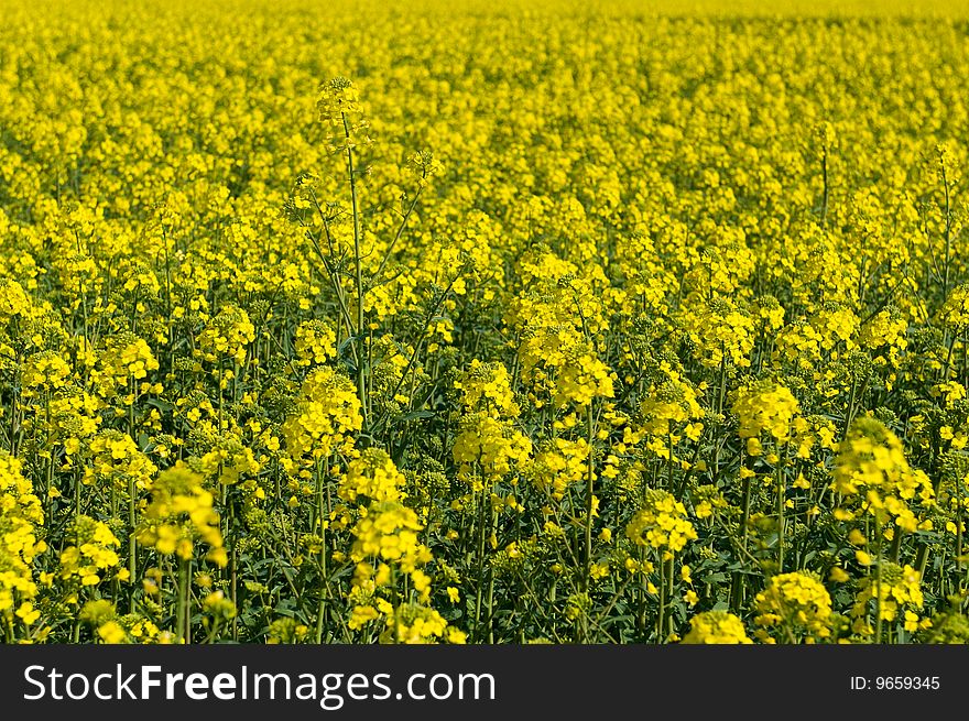 Panoramic photo of a field of rapeseed