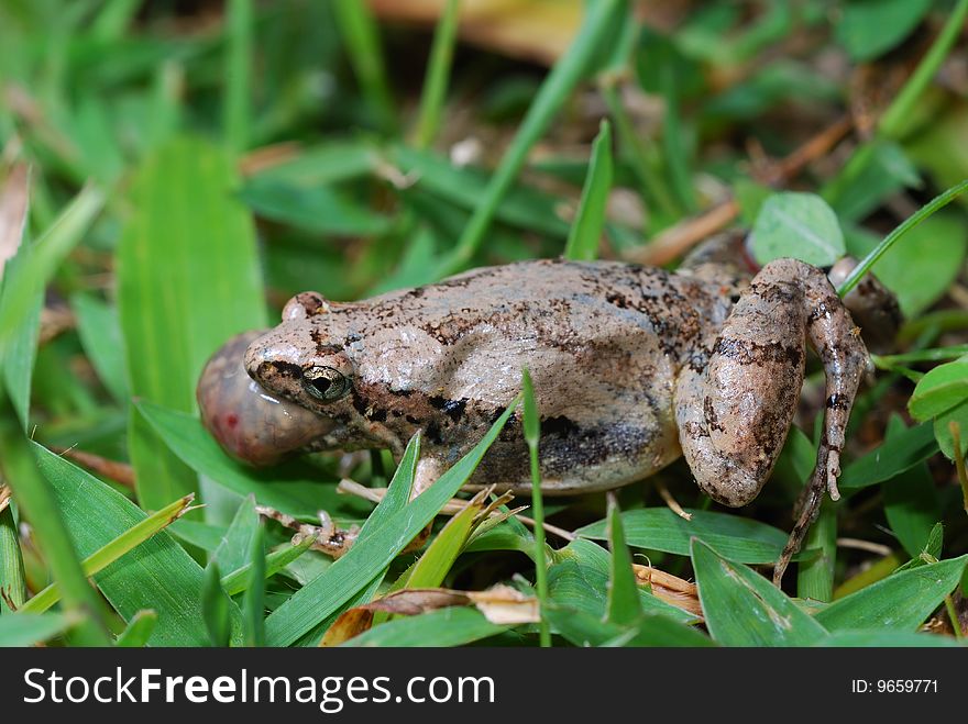 Frog small animal with smooth skin and long legs that are used for jumping. Frogs live in or near water