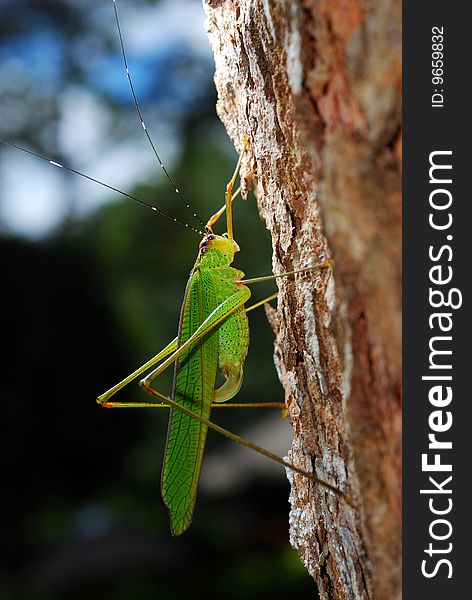 A close up view of a large green grasshopper clinging to the stock of Thailand.