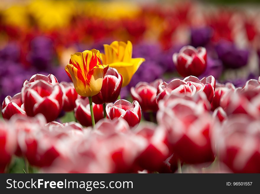 Assorted Color Of Flowers During Daytime