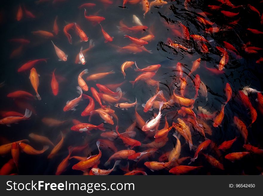 Red and Orange Koi in Water