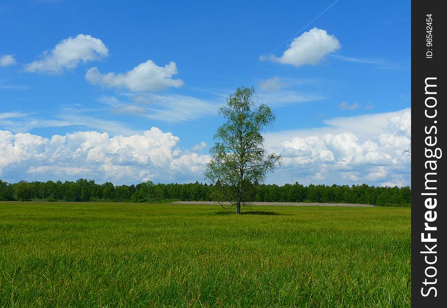 Green Field Of Grasses Green Tree In Between