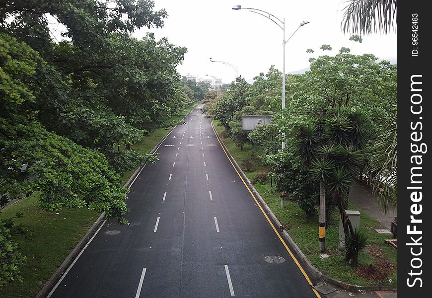 Plant, Sky, Street light, Infrastructure, Tree, Road surface