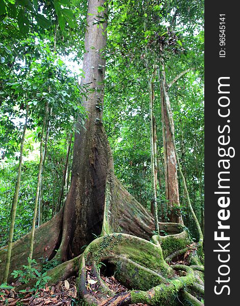 Tropical rainforest in Danum valley in Sabah,Borneo,Malaysia. Tropical rainforest in Danum valley in Sabah,Borneo,Malaysia