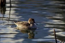 Duck Swims In Water Stock Images