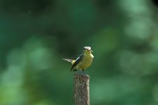 Bird Stands On Wooden Pillar Royalty Free Stock Photography Bird Stands On Wooden Pillar Royalty Free Stock Photography