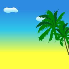 Palm Tree Stock Images Palm Tree Stock Images