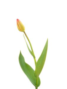 The Tulip. Royalty Free Stock Photos The Tulip. Royalty Free Stock Photos