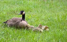 Mother Goose And Goslings Stock Photos Mother Goose And Goslings Stock Photos