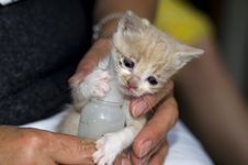 Kitten Stock Images