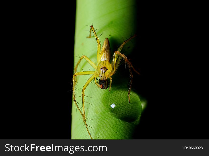 Close up of a spider int the forest and a spider on the leaf