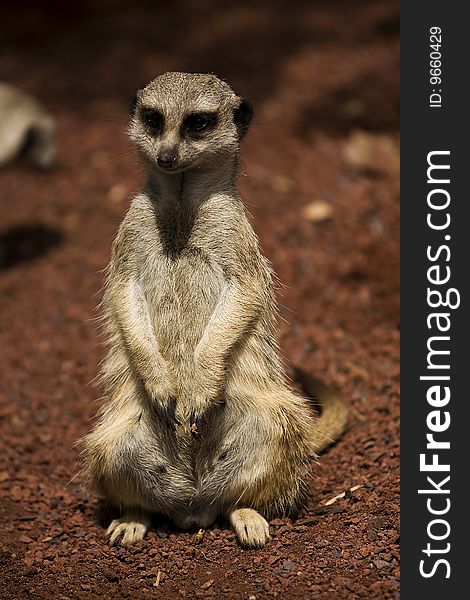 A portrait of a Meerkat looking past the camera. A portrait of a Meerkat looking past the camera.