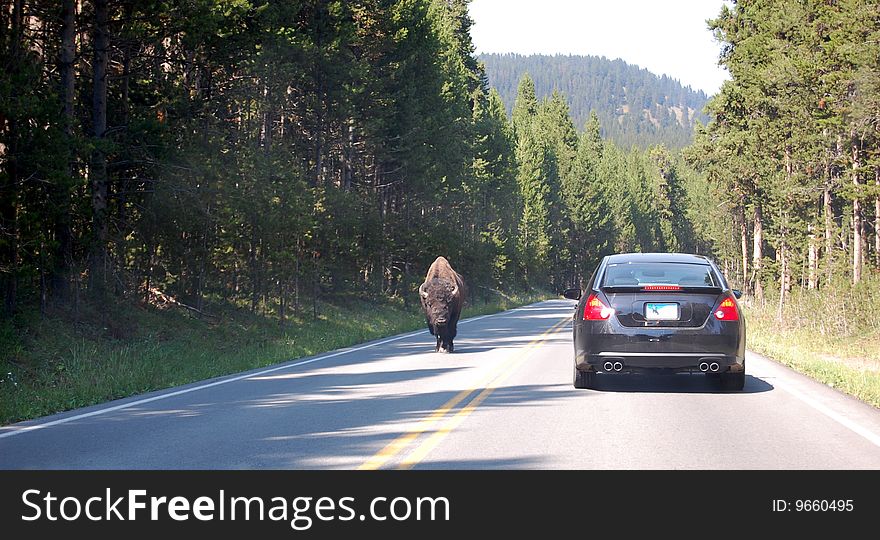 Yellowstone park road - Bison walking in one direction, car in the other. Yellowstone park road - Bison walking in one direction, car in the other.