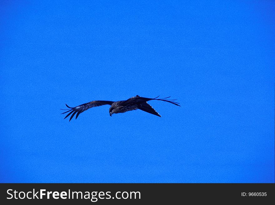 Eagle flying in the clear blue sky. Eagle flying in the clear blue sky