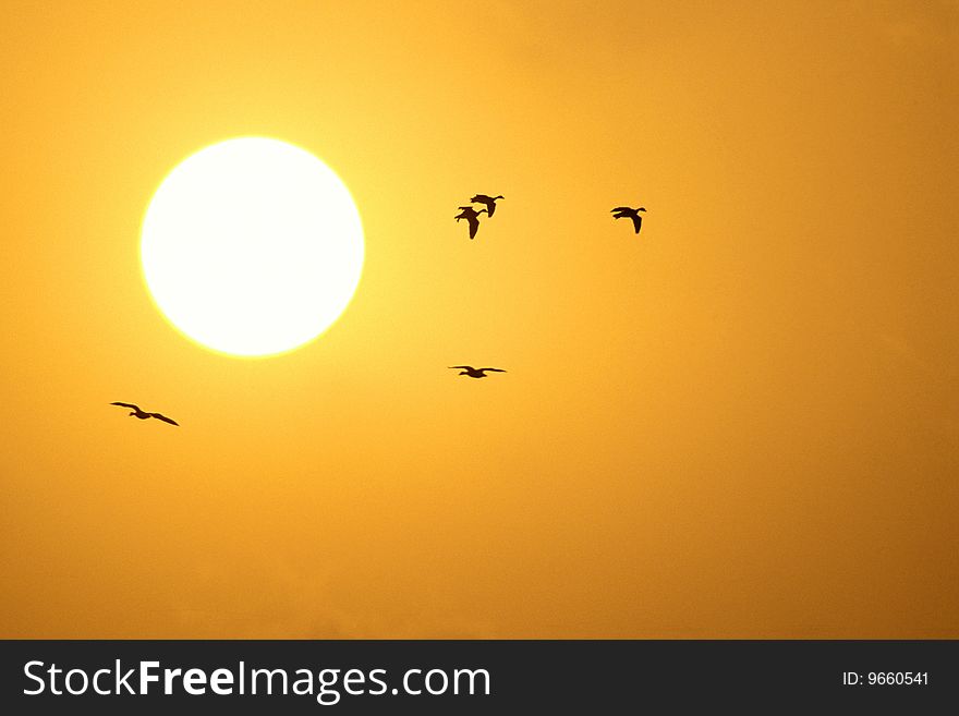 Birds flying in sunset