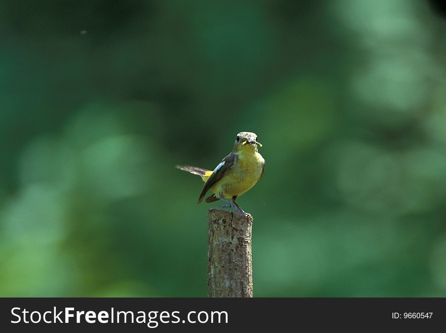 Bird Stands On Wooden Pillar