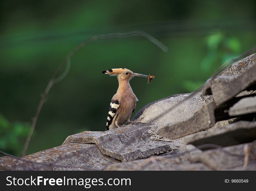 Bird prey insect,wildlife in nature scene