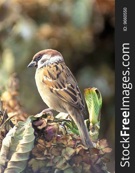 Sparrow standing on plants