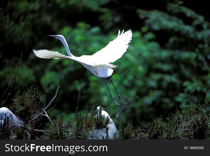 White egret land on trees,wildlife in nature scene