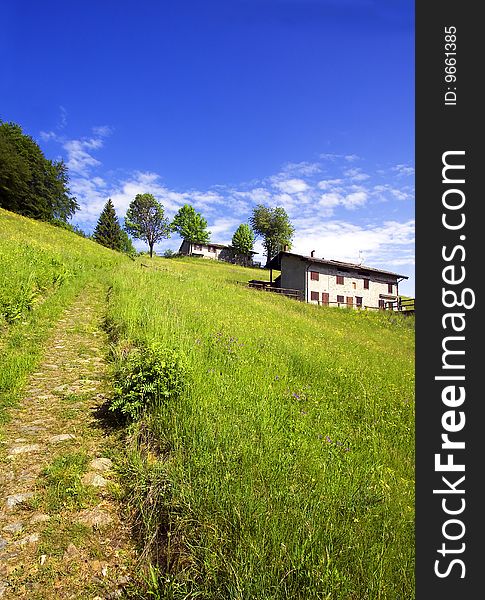 Meadow with yellow flowers and woods. Meadow with yellow flowers and woods