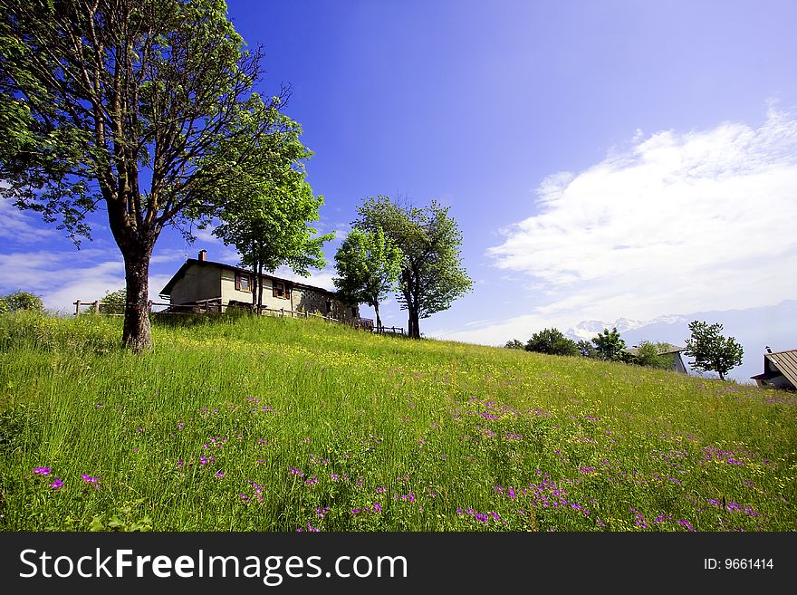 Meadow With Flowers