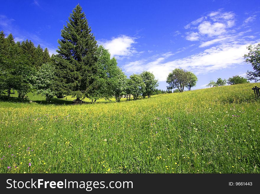 Meadow with flowers