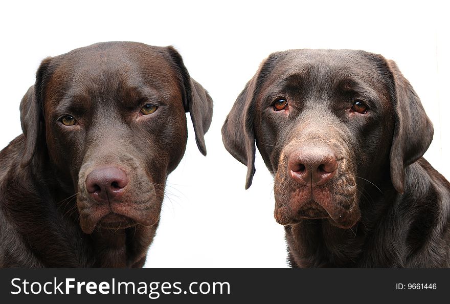 Two adorable chocolate labrador dogs on white. Two adorable chocolate labrador dogs on white