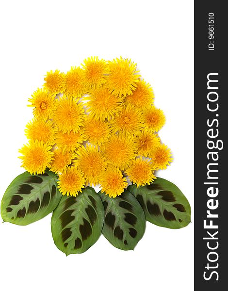 Yellow dandelions with green sheet on white background