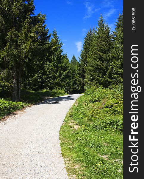 Path in the shade of a pine forest