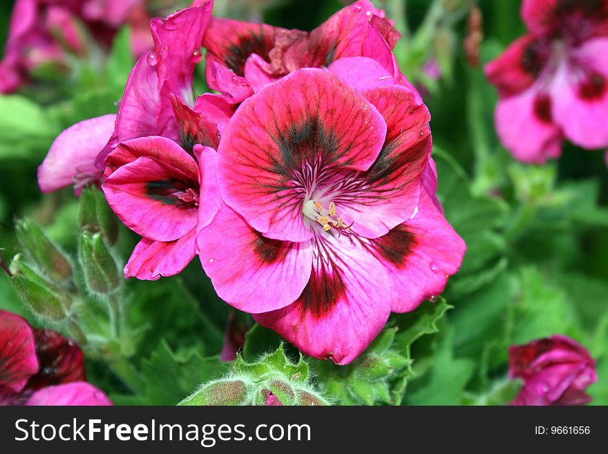 Pink flowers with black centers and green background foliage. Pink flowers with black centers and green background foliage