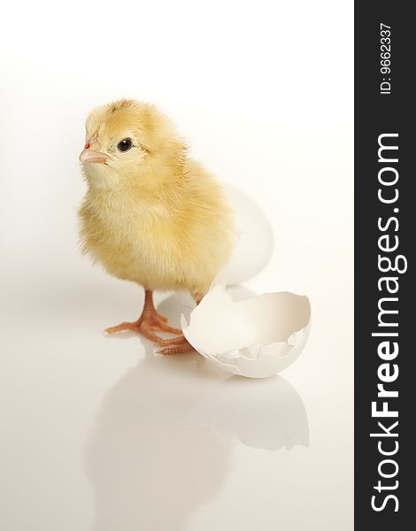 Baby hens over white background with reflection. Baby hens over white background with reflection