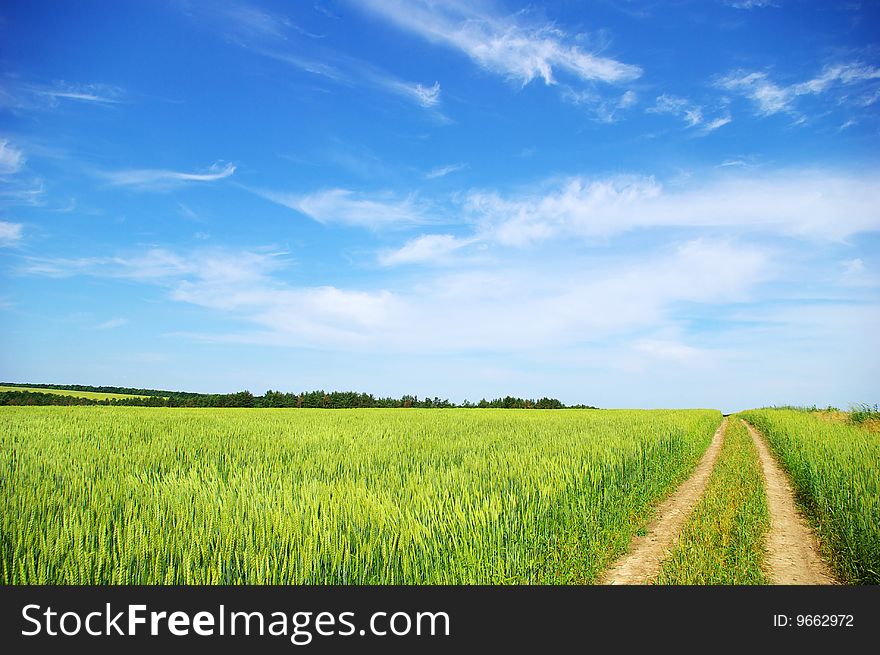Field on a background of the blue sky. Field on a background of the blue sky