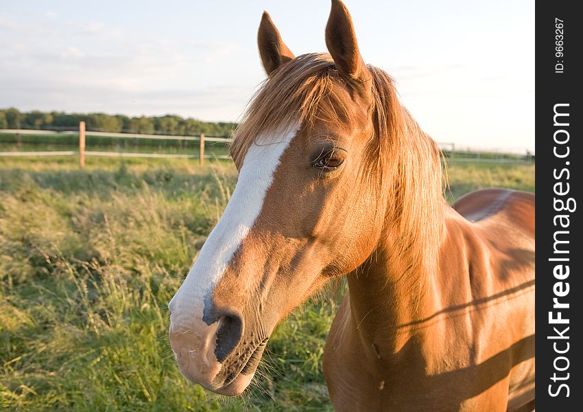 Close up photo of a horse's head. Close up photo of a horse's head