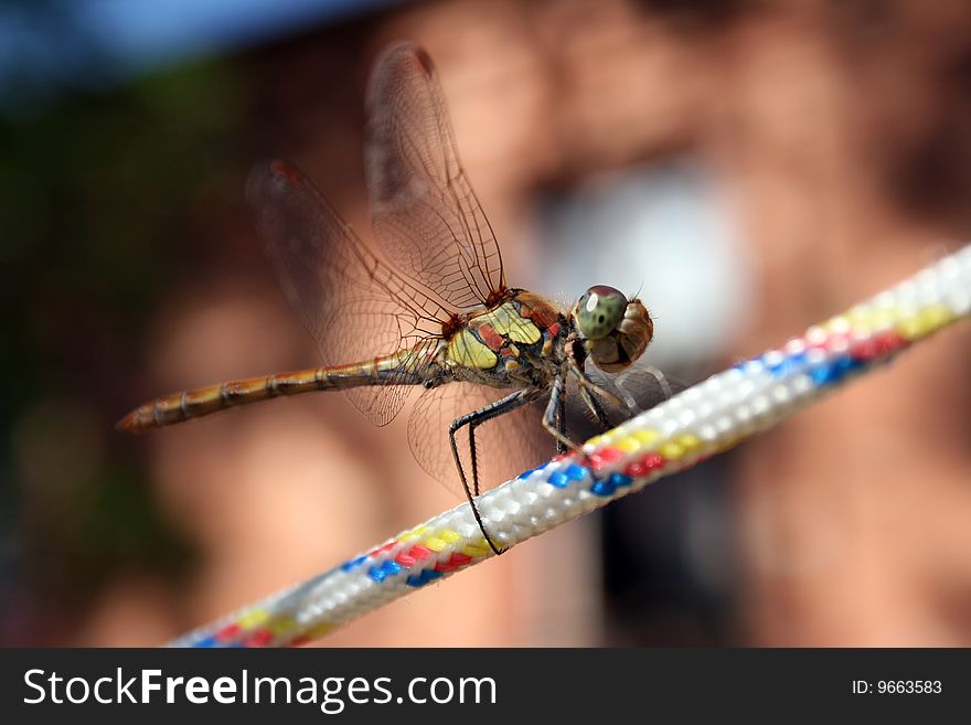 Dragonfly sits quietly on a rope, macro, wings