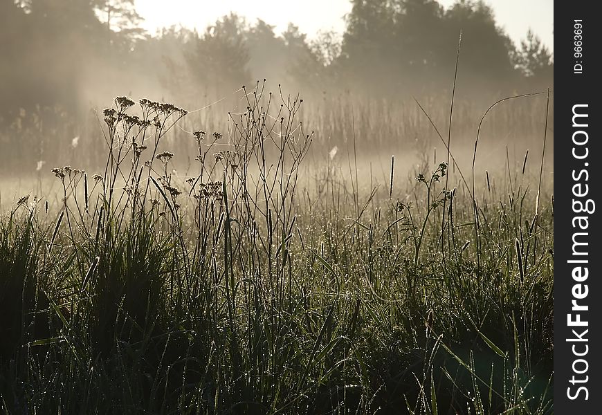 A foffy summer morning at the countryside. A foffy summer morning at the countryside