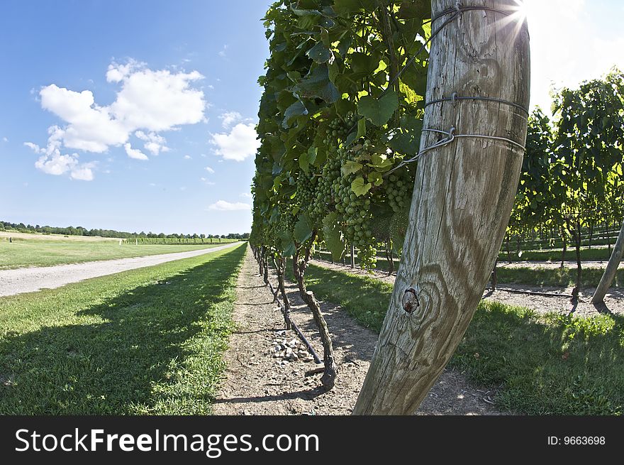 Grape vines on in a vinyard shown with a wide angle lens to exaggerate the foreground objects. Grape vines on in a vinyard shown with a wide angle lens to exaggerate the foreground objects.