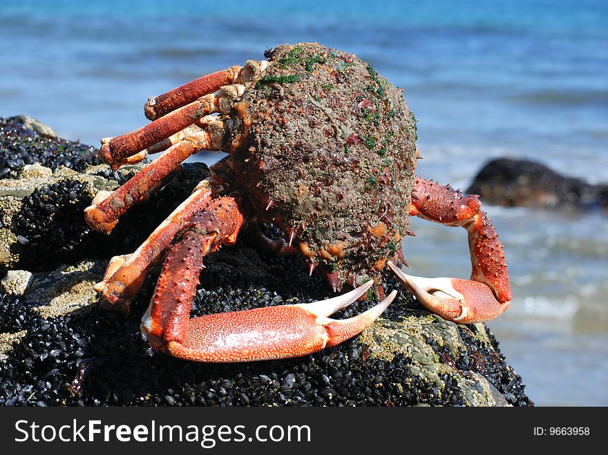 Red crab on the black rock