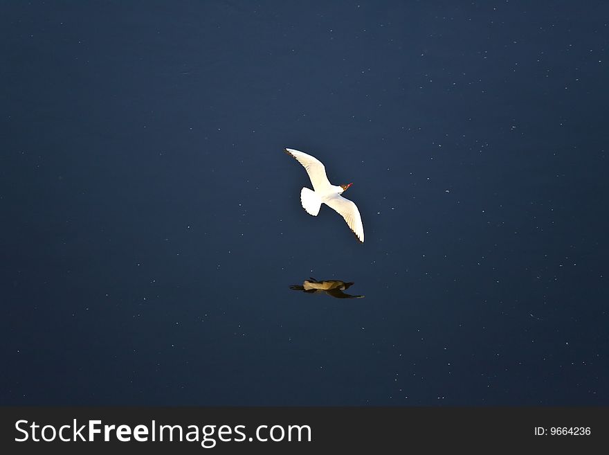 Flying seagull over the river