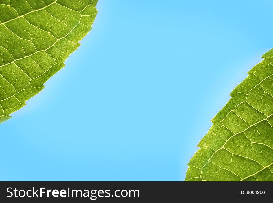 Hydrangea leaves framing a blue sky
