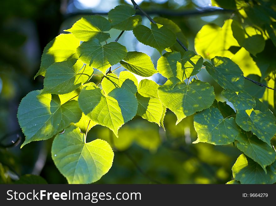 Green leaves of a linden on the sun in park