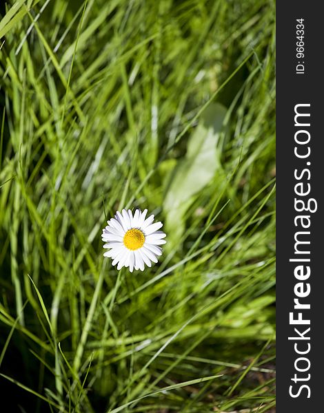 Flower of a camomile with white petals