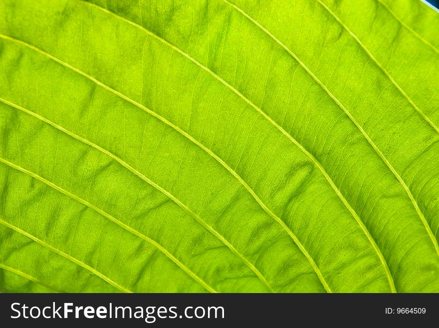 Close up of a green leaf with veins. Close up of a green leaf with veins