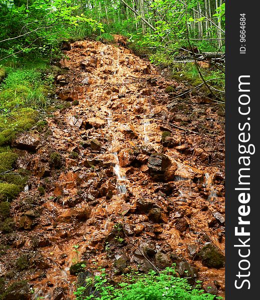 The streamlet into a forest.