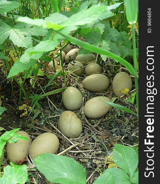 Nest Of Wild Duck