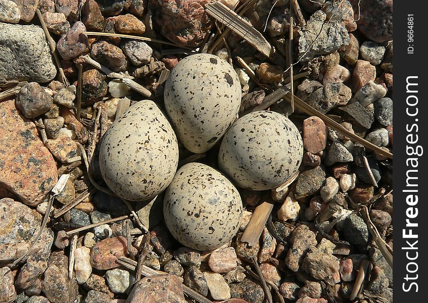 The nest of a plover.