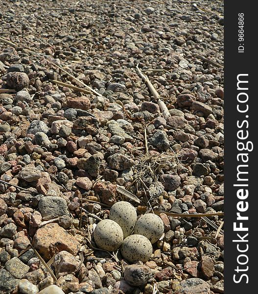 The nest of a plover.