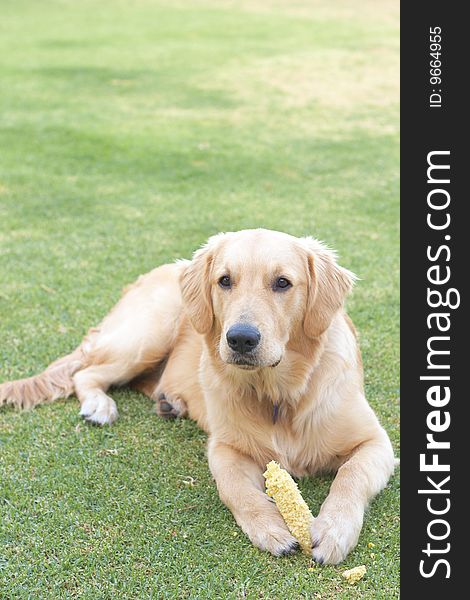 Obedient golden retriever puppy lying on the green grass holding a corn in his paws.