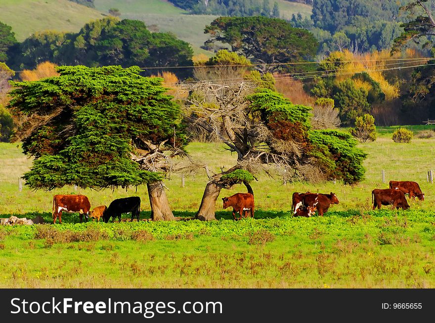 Cattle farming in the countryside